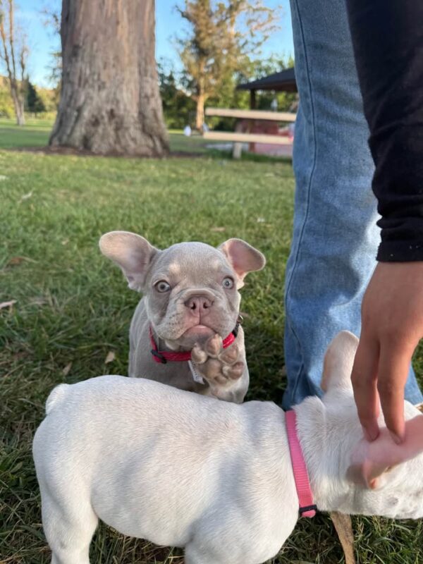 Two Frenchies