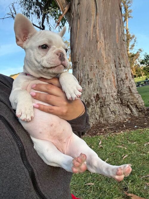 Frenchie Two Frenchies